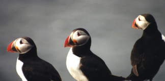 Havsul vindkraftverk fikk utsettelse ut 2025 med å bygge ut