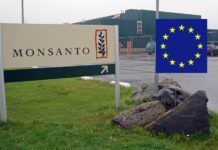 Forskning som ble brukt i lobbyvirksomhet for glyfosat i EU, var finansiert av Monsanto
