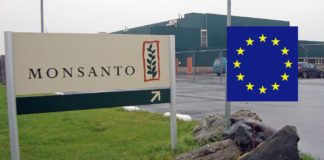 Forskning som ble brukt i lobbyvirksomhet for glyfosat i EU, var finansiert av Monsanto