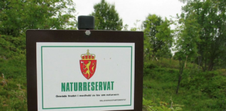 18 skogområder i Nordland skal utredes for vern