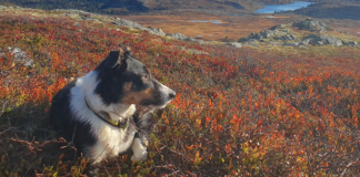 Ingenting tyder på at kjæledyr kan smitte eller bli smittet av koronaviruset