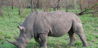 Fortsatt på randen av utryddelse, men tallet på afrikansk sort neshorn øker sakte