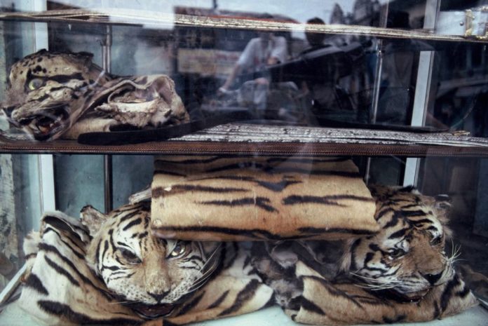 indonesisk_tiger_skinn_060320