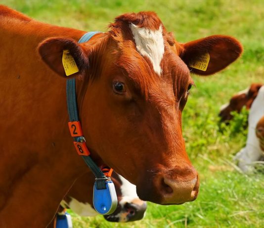 Felleskjøpet lanserer kraftfôr til storfe uten soya og palmefett