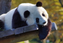 Dyrehage stengte på grunn av koronaviruset. Da klarte pandaparet å parre seg