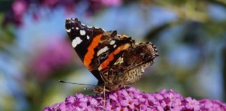 Den stille våren er her allerede: Global studie viser at nesten 25 prosent av insektene har blitt borte siden 1990