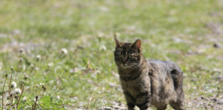 En fuglevennlig pus – her er grepene du kan ta