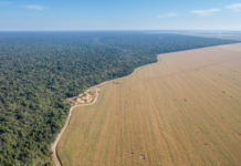 Krisen fortsetter: Areal tilsvarende Skottland ble avskoget i fjor