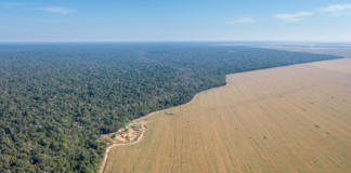 Krisen fortsetter: Areal tilsvarende Skottland ble avskoget i fjor