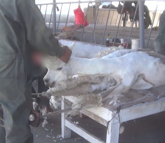 (Video) Alpakkaer behandles brutalt under klipping. Norsk ullimportør: – Dette tar vi avstand fra