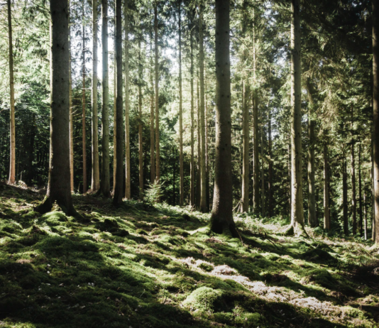 FAO-rapport: Global avskoging reduseres, men ikke fort nok