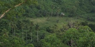 Regnskogstatus: Lovende i Indonesia, nedslående i Brasil