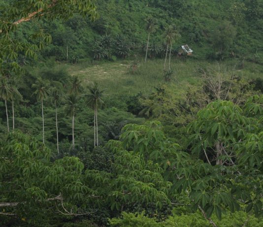 Regnskogstatus: Lovende i Indonesia, nedslående i Brasil