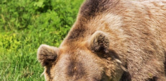 Binne og to unger i Bardu skal flyttes, ikke skytes