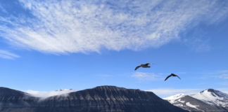 Krepsdyr på Svalbard inneholdt antidepressiva og smertestillende