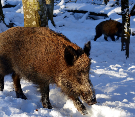 Ny plan for å stogge utbreiing av framande artar i Norge