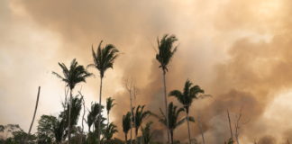 Voldsom økning i avskoging i Brasil: – Amazonas nærmer seg vippepunktet