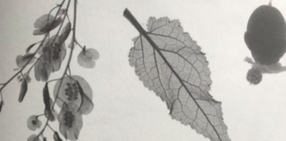 Et herbarium i røntgen