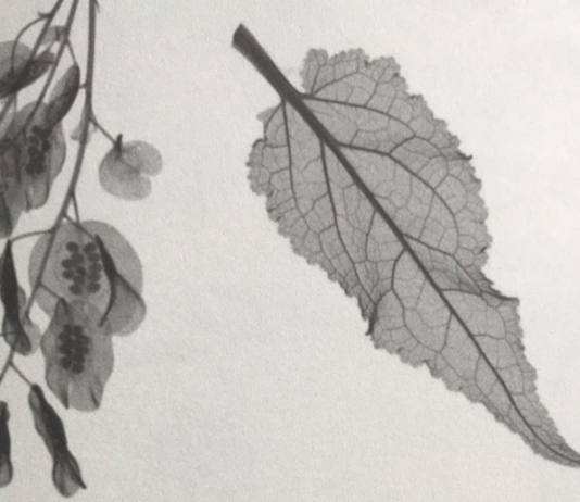 Et herbarium i røntgen