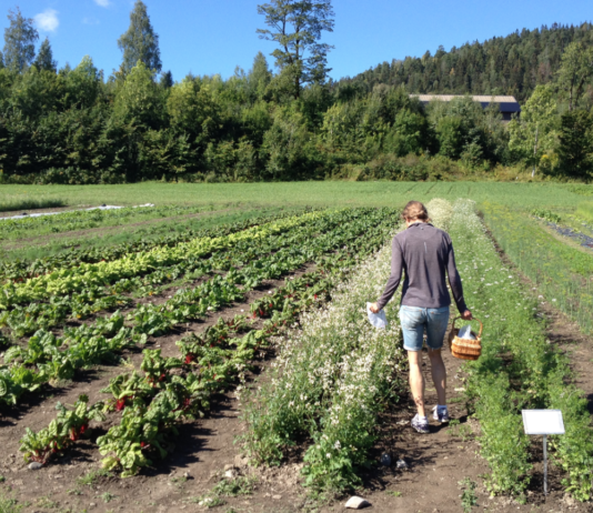 Hva med den norske bonden i en ny matframtid?