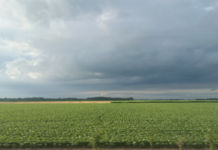 Også plantelivet trues – 40 % av verdens plantearter kan bli borte