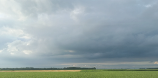 Også plantelivet trues – 40 % av verdens plantearter kan bli borte