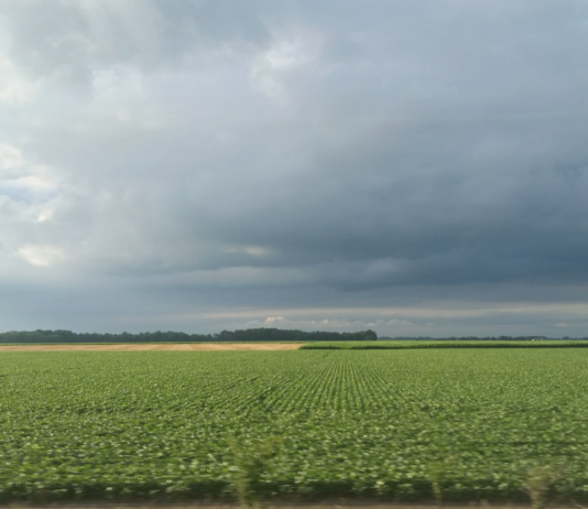 Også plantelivet trues – 40 % av verdens plantearter kan bli borte
