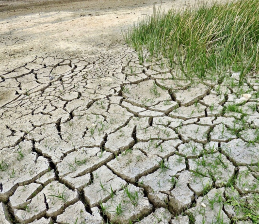 Europa: Tørken i 2018 førte til at vegetasjonen ikke klarte å ta opp CO2