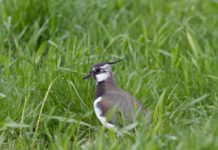 … ssshhh … hører du vipa?