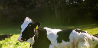 Tre av fire bønder er omstillingsvillige for å få ned klimagassutslippene