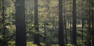 Skoggjødsling: Naturlige økosystemer kan forstyrres av statsfinansierte klimatiltak