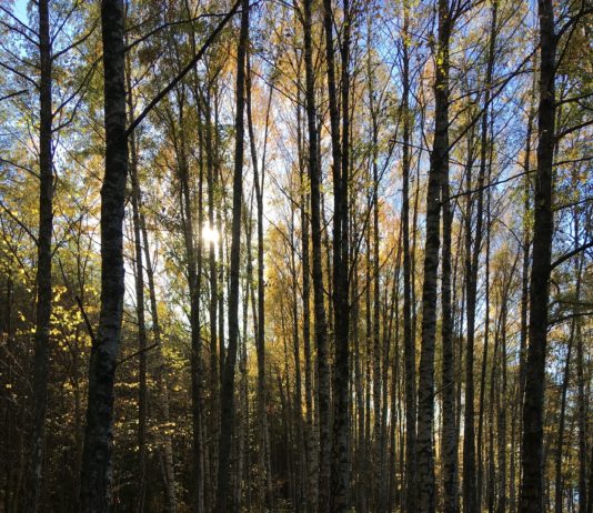 Leting i skogen som min metode