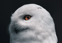 Stabilt for ugler og rovfugler i Norge nå, men presset fra menneskelig aktivitet truer