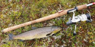 Fant mikroplast i fjellørret – funn i både villfisk og oppdrettsfisk