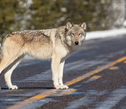 – Frykter ulveforvaltningen gir presedens. Onsdag starter ankesaken i Høyesterett