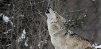 To ulver felt torsdag – en i Bograngen-reviret og en i Rømskog