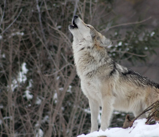 Offisielt er det om lag 395 ulver i Sverige. Det riktige tallet kan være nærmere 300, hevder kritiker