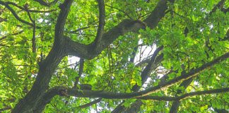 28 nye skogområde i sju fylke får vern