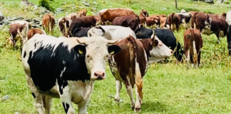 Landbruket har redusert klimagassutslippene med 6,4 % siden 1990