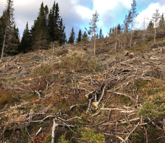 Skogvernet trappes ned – statsforvalterne har fått beskjed
