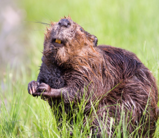 Hva skjer når vi utrydder natur?
