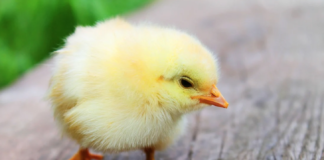 Faktisk: Riktig at over tre millioner norske kyllinger blir kvernet levende hvert år