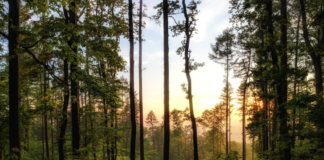 Å bryte naturmangfoldloven kan medføre gebyr på over 600 000 fra 1. januar