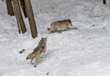 Miljøministeren ber aktivister stanse ulovlige ulve-aksjoner Ulv i flokk. Foto av Unsplash.