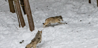 Flere organisasjoner ber om midlertidig stans i felling av ulver Ulv i flokk. Foto av Unsplash.