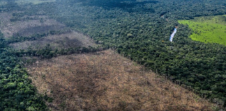 Ny rapport: Global avskoging fortsetter i stort tempo