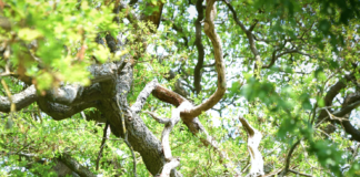 Foreslår to naturreservater i Åmli og Tvedestrand