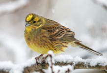 Gulspurv – Årets fugl 2021