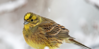 Gulspurv – Årets fugl 2021