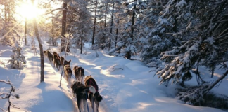 – Nå er skogen min blitt et fattigere sted